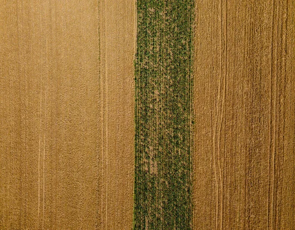 Аерофотозйомка Дрона Вид Зверху Деякі Поля Пшениці — стокове фото