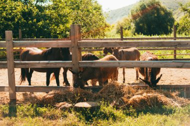 Bazı eşekler çitlerin üzerinden kurumuş ot yiyorlar..