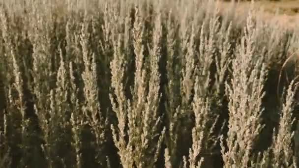 Nagranie czystego tła z dziką trawą latem — Wideo stockowe