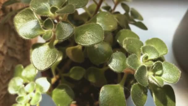 Close up Filmagem de planta suculenta em casa, bela flor para o interior — Vídeo de Stock
