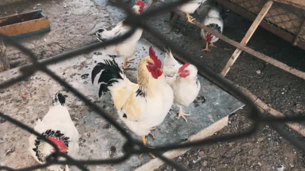 Filmati di pollo in azienda, concetto di bio food, prodotto naturale — Video Stock