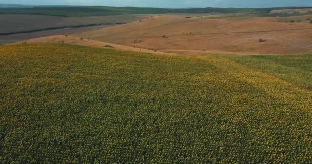 Nagranie z lotu drona pięknego pola słoneczników o zachodzie słońca — Wideo stockowe