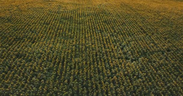 Imagens aéreas drone de belo campo de girassóis ao pôr do sol — Vídeo de Stock