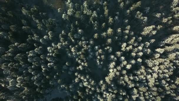 Drohnenaufnahmen des Winterwaldes, schöne Landschaft, Draufsicht — Stockvideo