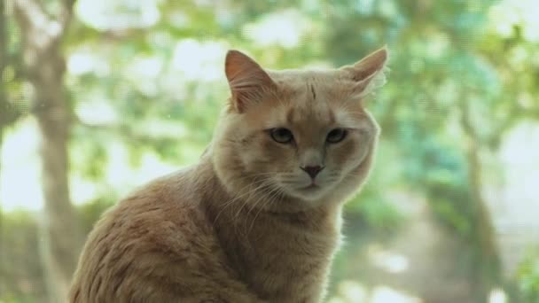 4k Filmmaterial der schönen Katze, die neben dem Fenster sitzt und nach draußen schaut — Stockvideo