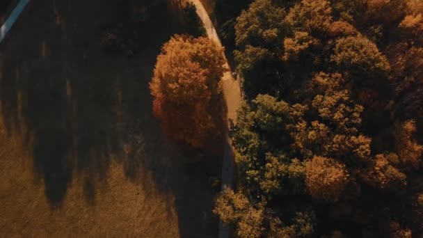 Imágenes aéreas de drones vista superior del parque, la naturaleza, los árboles — Vídeos de Stock