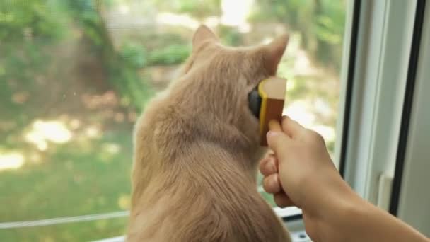 Tutup cuplikan wanita menyisir rambut kucing di dekat jendela — Stok Video