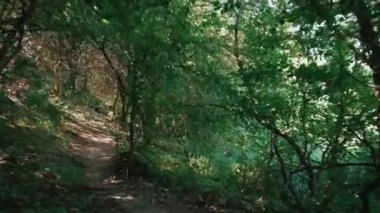 Yeşil ağaçların arasında yürürken çekilmiş kamera görüntüsü. Vahşi orman