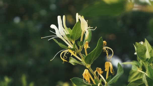 Filmagem da bela flor amarela do jardim durante o pôr do sol — Vídeo de Stock