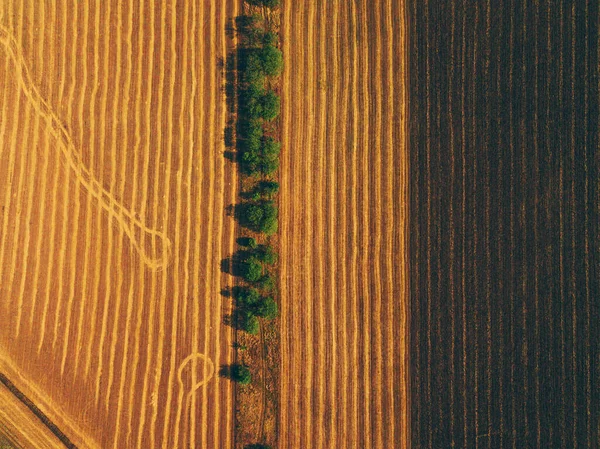 Fotografia aérea vista superior de árvores em pé em linha perto de campos de cultivo — Fotografia de Stock