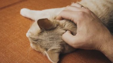 Kanepede yatan tüylü kediye el masajı yaparken çekilen görüntüleri kapat.