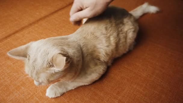 Film Fluffigt Att Bra Massage När Lägger Orange Soffa — Stockvideo