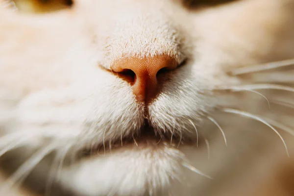 Foto de cerca de la nariz de gato blanco esponjoso, hermosa mascota doméstica —  Fotos de Stock