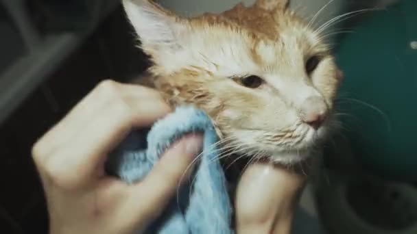 Närbild Bilder Cappuccino Fluffig Katt Efter Dusch — Stockvideo