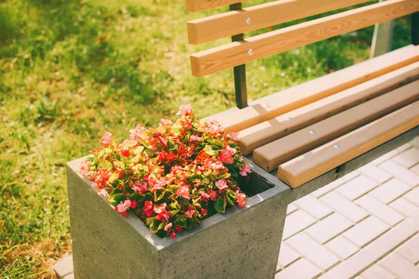 Roze bloemen in de buurt van een houten bank in park — Stockfoto