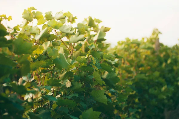 Sonbahar zamanı güzel şarap bahçesinin fotoğrafını çek. Tarım kavramı