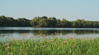Canlı yeşil çimlerle çevrili huzurlu bir nehir manzarası ve berrak bir gökyüzünün altında açan çiçekler..