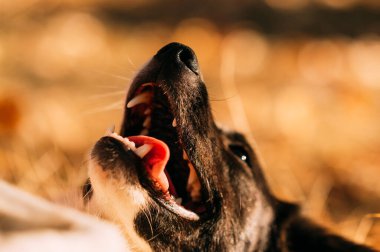 Mutlu bir köpek gün ışığında güneşleniyor, neşeli ruhunu güzel bir arka planda sergiliyor..