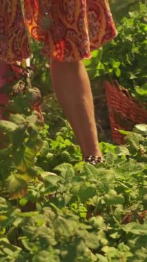 Canlı ve yeşeren bir bahçenin gerçek özünü ve güzelliğini yakalamak. Bitki hasadına odaklanmak.