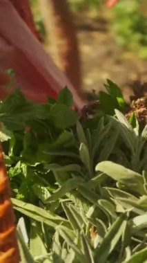 Ağzına kadar taze otlarla dolu güzel bir sepet renkli bir açık hava ortamında toplanır.