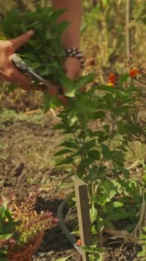 Canlı bir bahçeden taze bitkiler toplayan yetenekli bir insan çiçek açmış bahçenin güzelliğini sergiliyor.