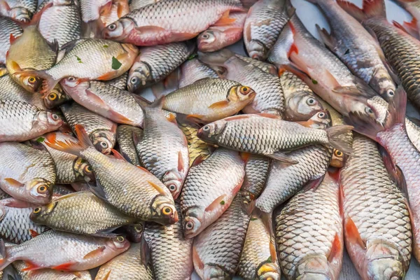 Many Freshwater Fish Thailand — Stock Photo, Image