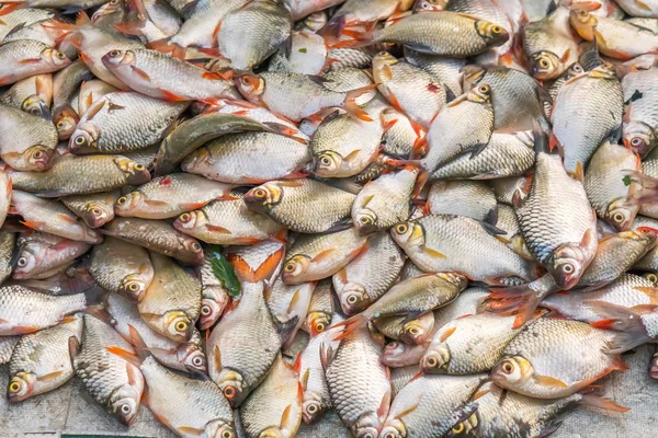 Many Freshwater Fish Thailand — Stock Photo, Image