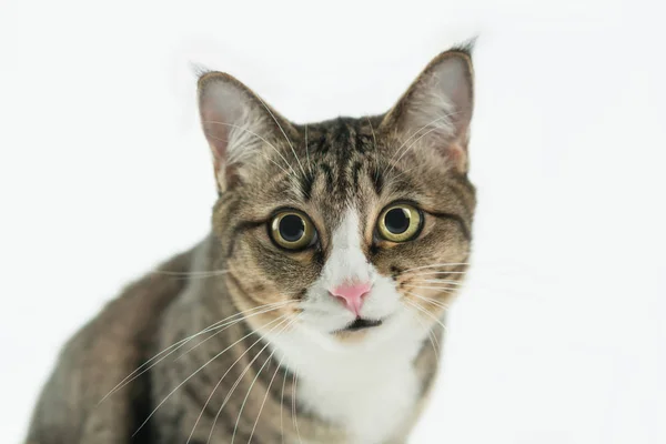 Tailandés Gato Están Mirando Adelante Buscando Lindo — Foto de Stock