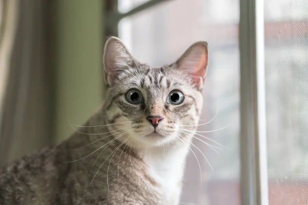 Carino gatto da vicino guardando fuori dalla finestra . — Foto Stock