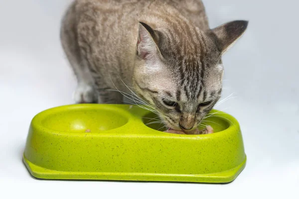 Gato Está Comendo Comida Uma Tigela Verde Chão — Fotografia de Stock