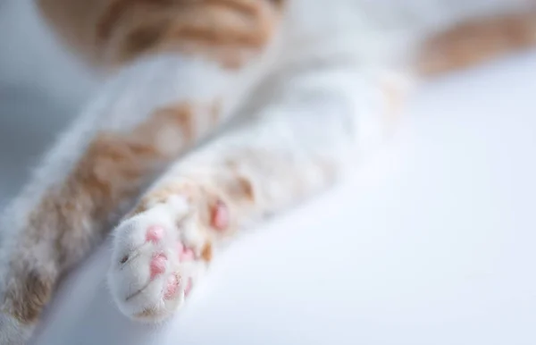 Pierna Derecha Del Gato Está Mesa Blanca —  Fotos de Stock