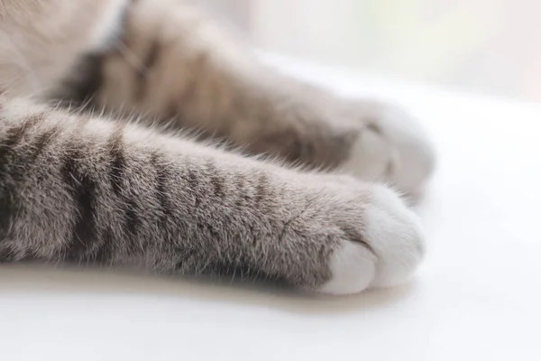Kleine Katzenbeine Sehen Auf Dem Weißen Tisch Niedlich Aus — Stockfoto