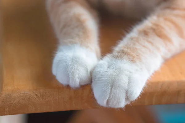 Kleine Kat Benen Zien Schattig Witte Tafel — Stockfoto