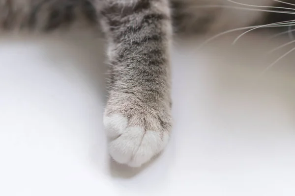 Kleine Kat Benen Zien Schattig Witte Tafel — Stockfoto