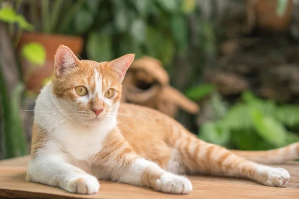 Chat Orange Est Allongé Devant Maison — Photo