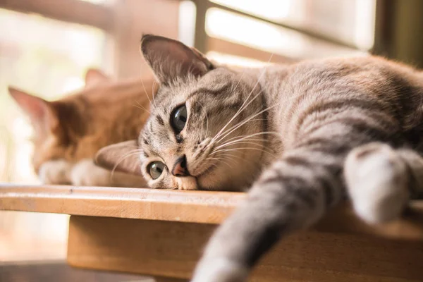 Kat Liggend Het Venster Bekijken Het Gezicht — Stockfoto