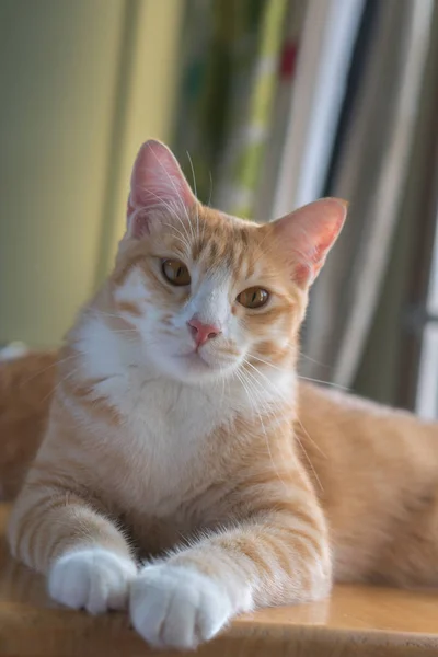 Gatos Estão Olhando Para Algo Que Parece Muito Feliz — Fotografia de Stock