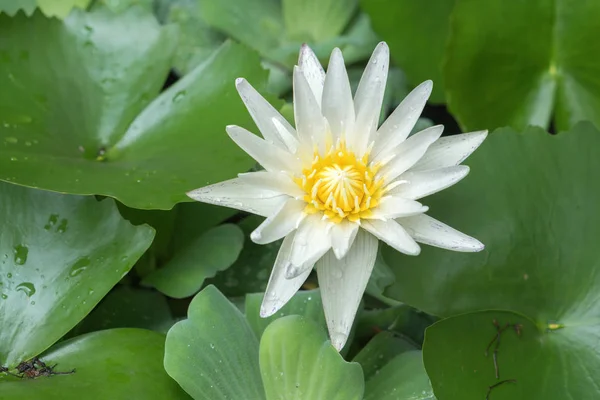 White Lotus Bloom in the morning.