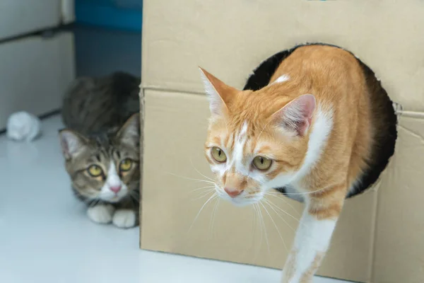 Two cats are hiding and another cat is attacking.