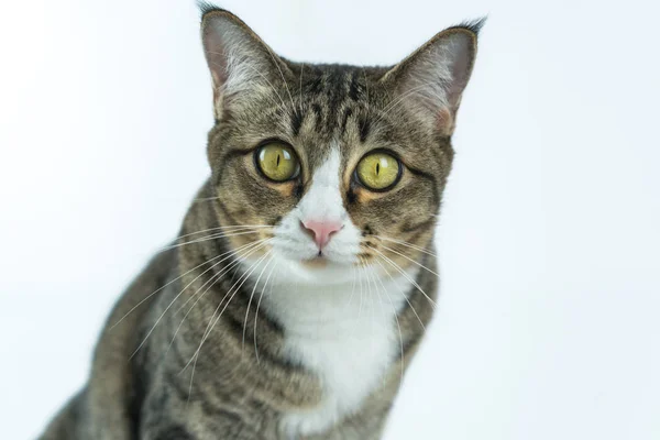 Gatos Bonitos Olhando Para Algo — Fotografia de Stock