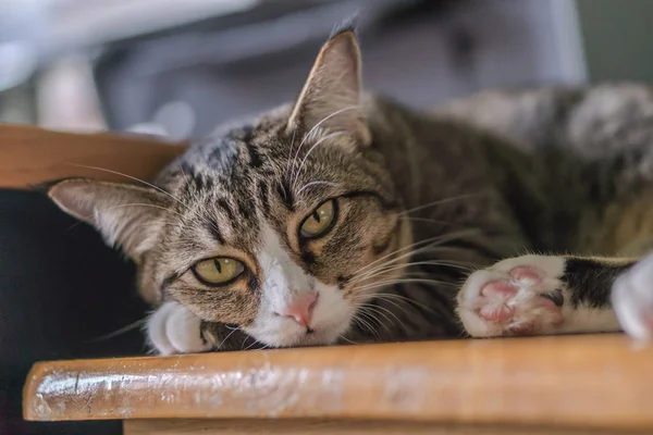 Gato Negro Está Acostado Mirando Esta Manera Tiene Una Nariz — Foto de Stock