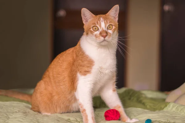 Gato Estava Perguntando Que Estava Lado — Fotografia de Stock