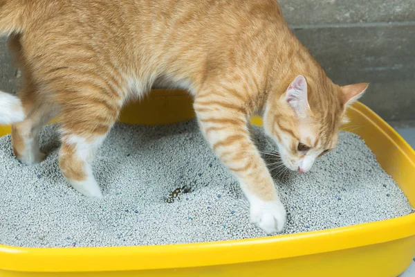 Gato Laranja Excretou Caixa Areia Ordenadamente Arranjado — Fotografia de Stock