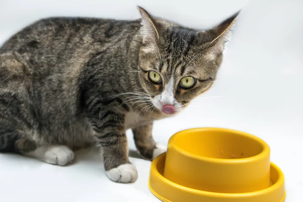 Gato Está Comendo Comida Uma Tigela Verde Chão — Fotografia de Stock