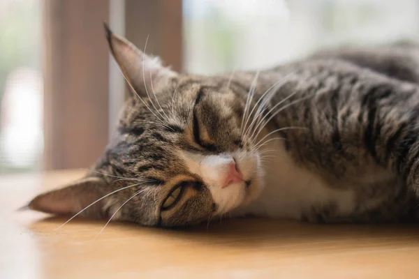 Katten Liggen Slapen Buurt Van Het Venster Uiterlijk Erg Blij — Stockfoto