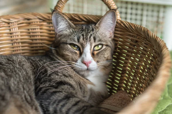 Chat Jouant Dans Panier Semble Cette Façon — Photo