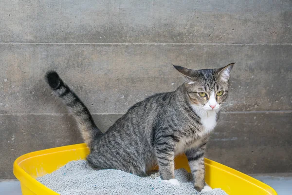 Excreção Gato Caixa Areia Pela Manhã — Fotografia de Stock