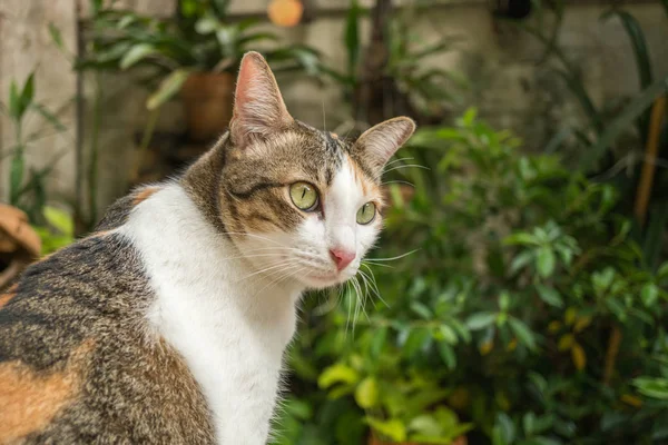 Beau Chat Dans Jardin Face Maison — Photo