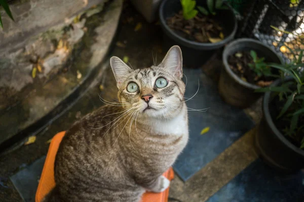 Beau Chat Dans Jardin Face Maison — Photo