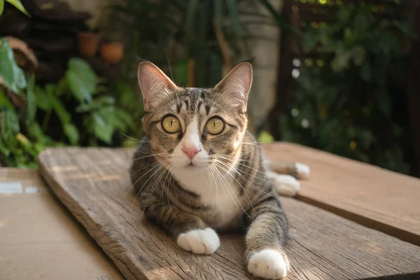 Beau Chat Dans Jardin Face Maison — Photo